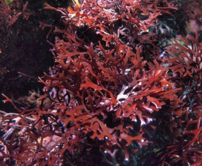 Морський мох стане суперїжею 2022 року