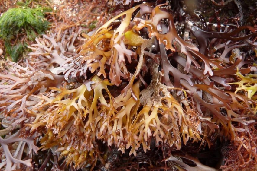 Морський мох хондрус