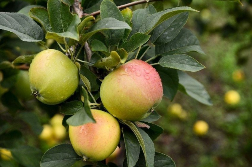 Морозостійкі яблуні Морозостійкі яблуні