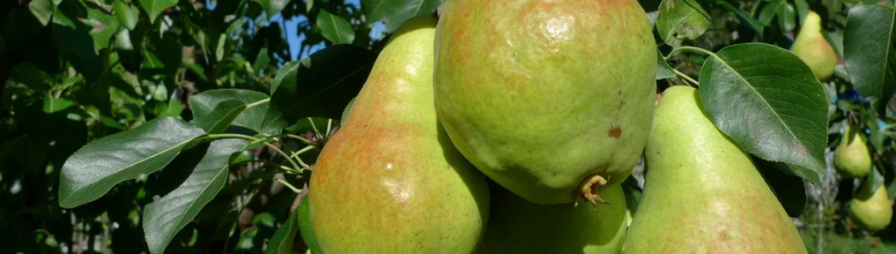 Сорти, яким зима не страшна! Найморозостійкі яблуні, груші та вишні