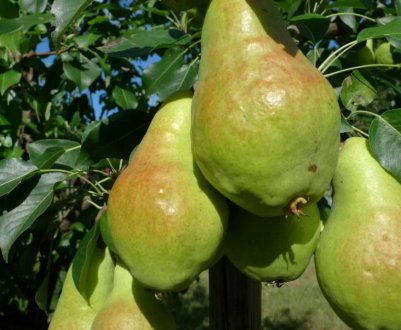 Сорти, яким зима не страшна! Найморозостійкі яблуні, груші та вишні