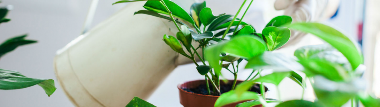 Чайна ложка під домашній квітку, і цвітіння буде пишним