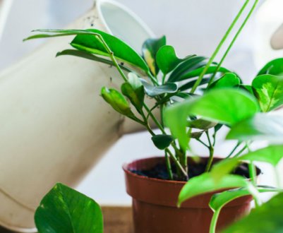 Чайна ложка під домашній квітку, і цвітіння буде пишним