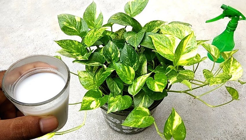 Підживлення кімнатних квітів молоком