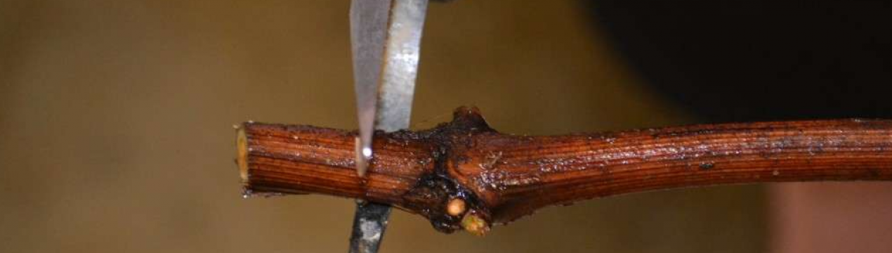 Які пагони винограду будуть погано укорінюватися? Перевірка йодом