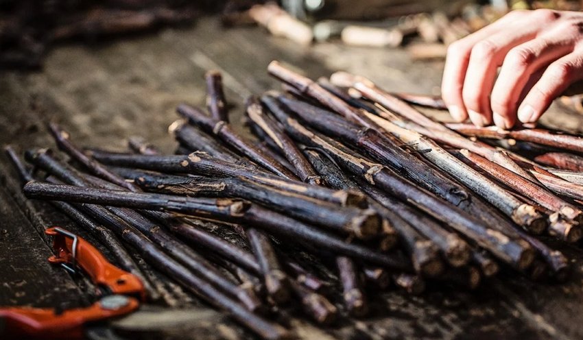 Черенки винограда