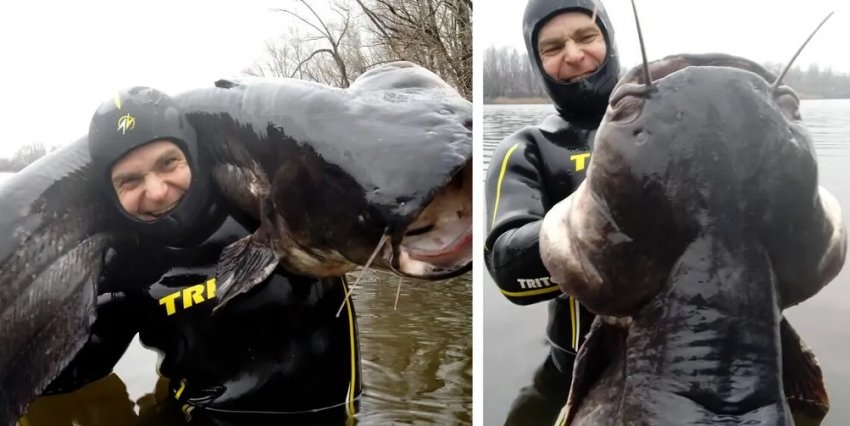Гігантський сом Гігантський сом