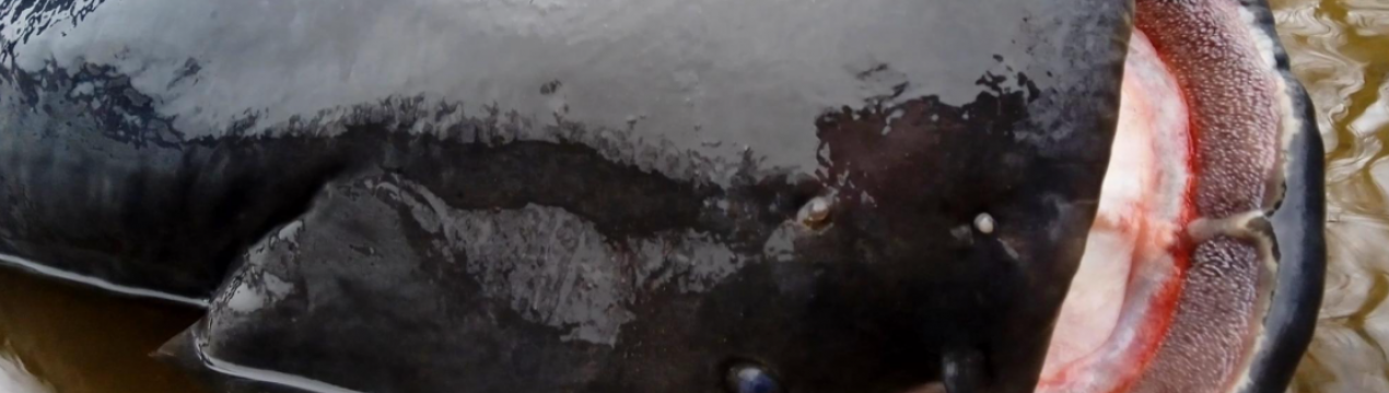 Дніпровський рибалка виловив сома вагою 50 кг