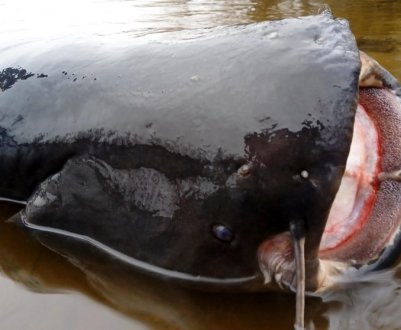 Дніпровський рибалка виловив сома вагою 50 кг