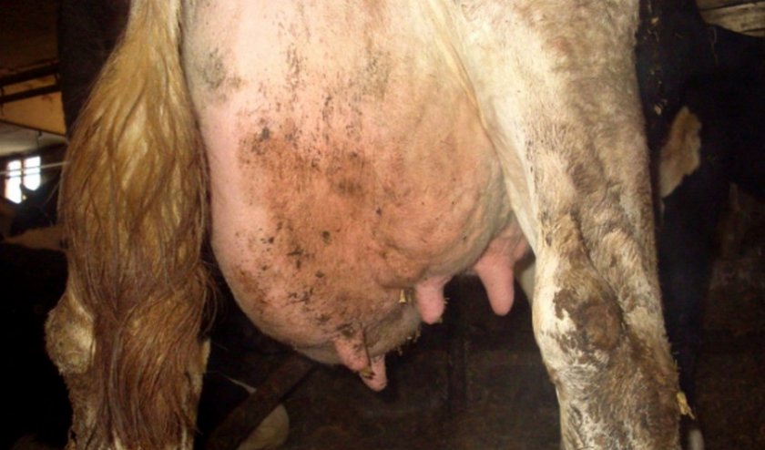 Болезни вымени у коров и их лечение народными средствами thumbnail