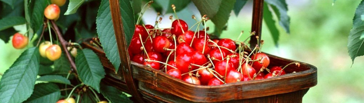 Вот чому дерево в саду не плодоносить. Виправте ці проблеми і плодів буде не злічити