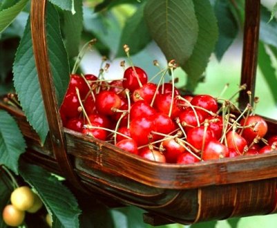 Вот чому дерево в саду не плодоносить. Виправте ці проблеми і плодів буде не злічити