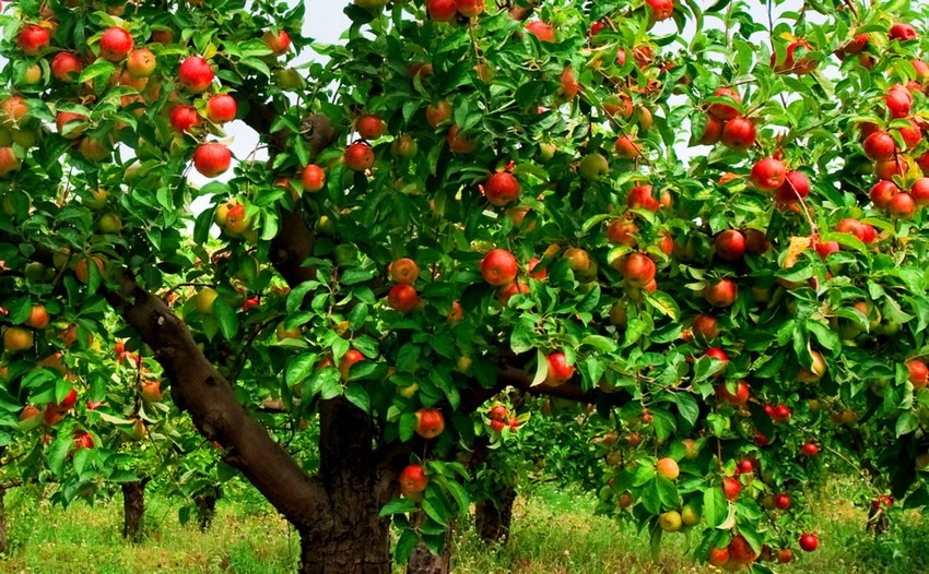 Плодоношення яблуні