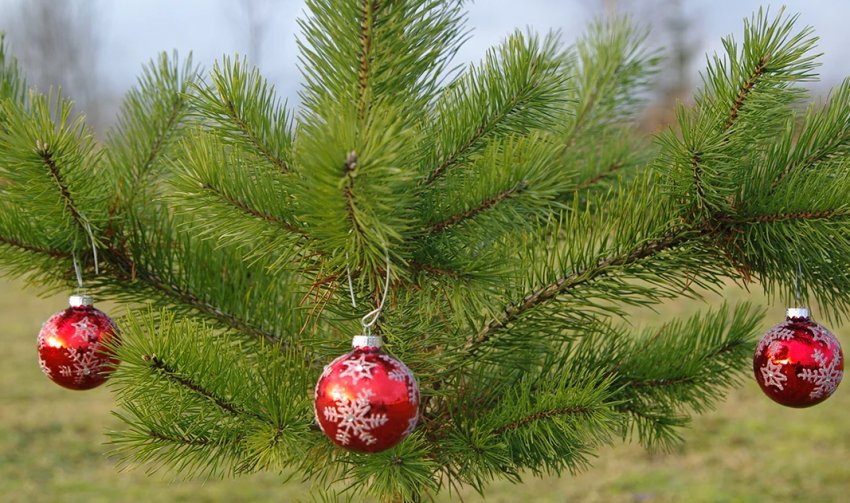 Сосна на Новий рік