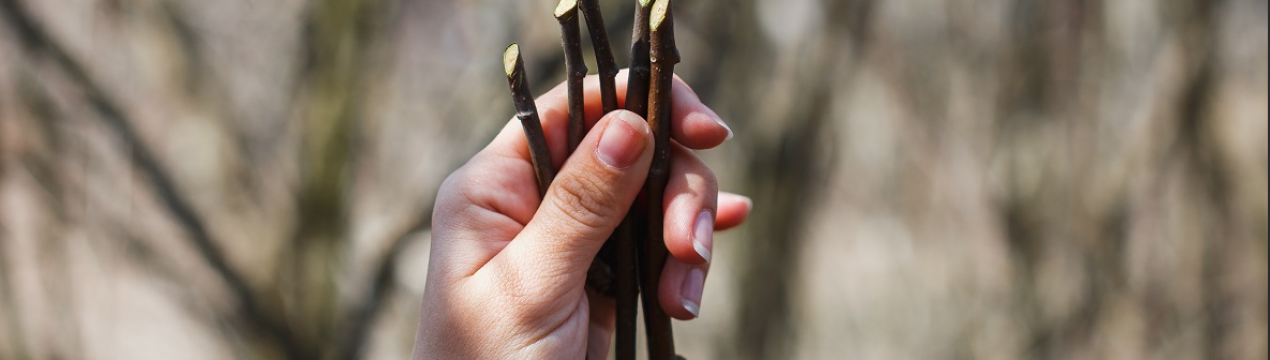 Зробіть це в грудні! Як заготувати черенки для весняної прививки?