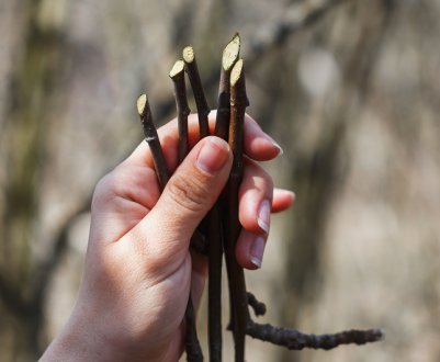 Зробіть це в грудні! Як заготувати черенки для весняної прививки?