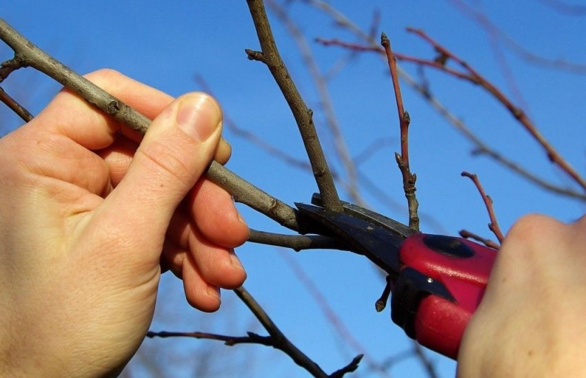 Заготовка черенків