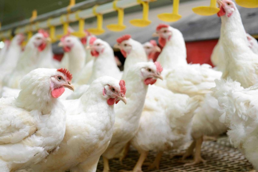 Вирощування кур бройлерів