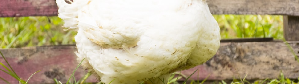 Фермери Миколаївської області вирощують еко-бройлерів