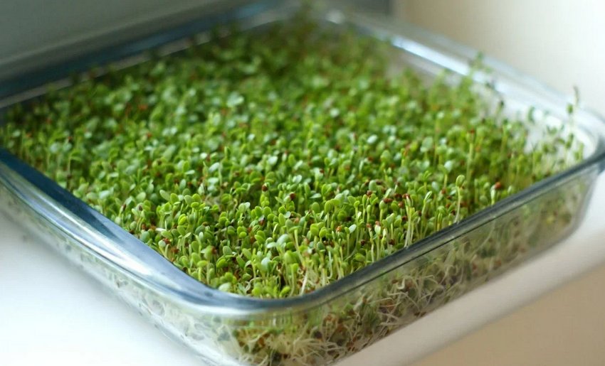 Вирощування мікрозелені вдома
