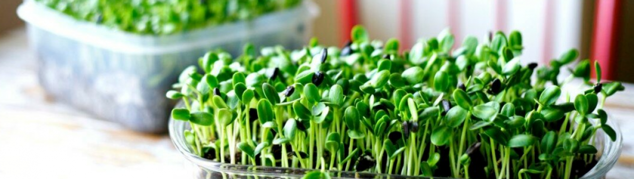 Вітамінна бомба. Як вирощувати мікрозелень вдома?