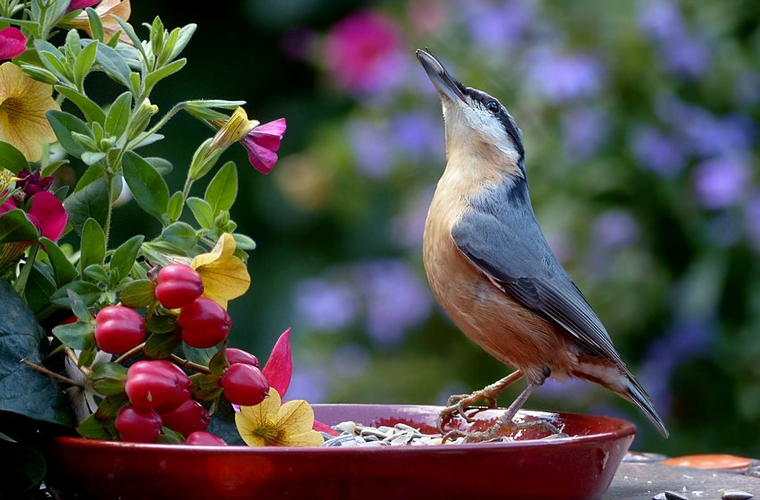 Залучення птахів у сад