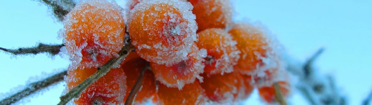 Які рослини прикрасять ваш сад зимою?