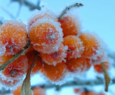 Які рослини прикрасять ваш сад зимою?