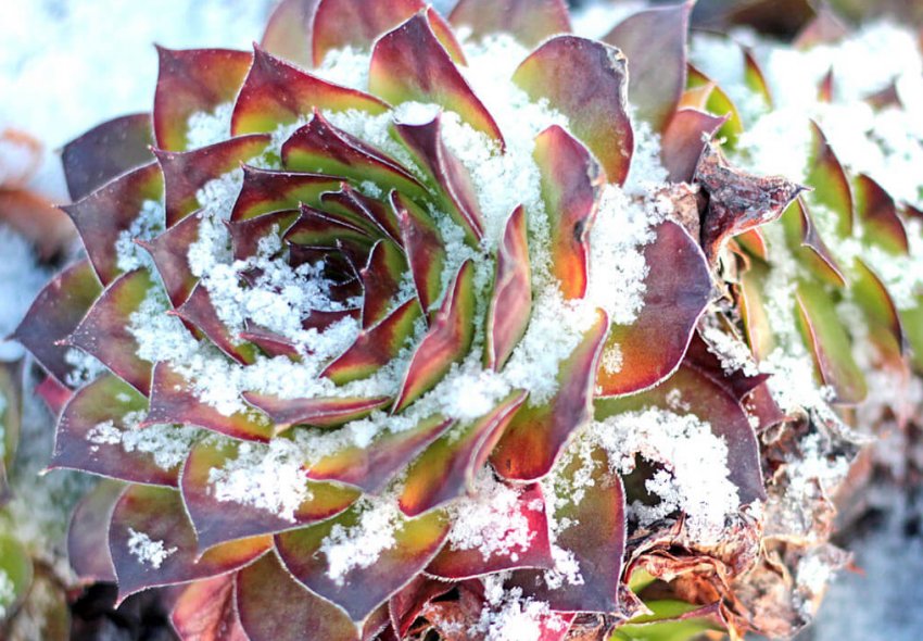 Молодило в зимовому саду Молодило в зимовому саду