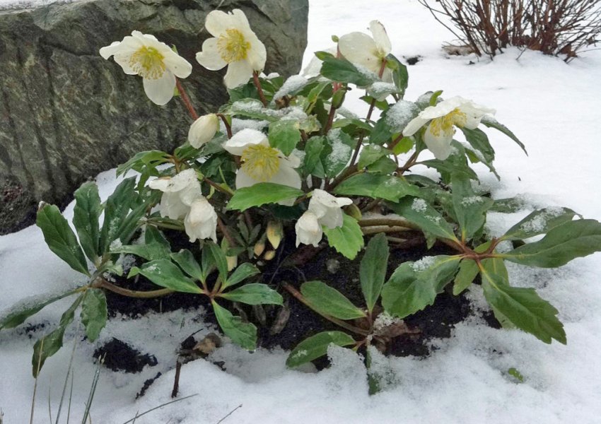 Морозник на клумбі Морозник на клумбі