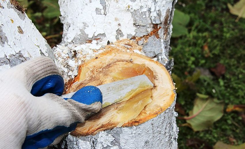 Використання садового вару Використання садового вару
