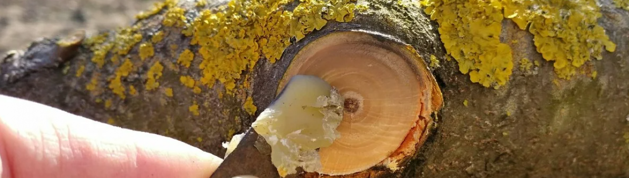 Це загоїть будь-які рани! Старовинний рецепт лікувальної суміші для дерев