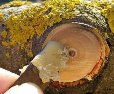 Це загоїть будь-які рани! Старовинний рецепт лікувальної суміші для дерев