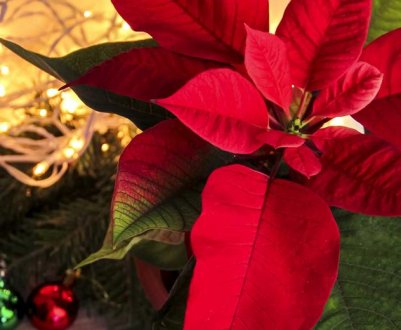 Пуансетія. Чим небезпечна Різдвяна зірка?