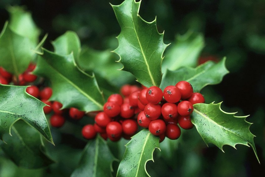 Дуб гостролистий