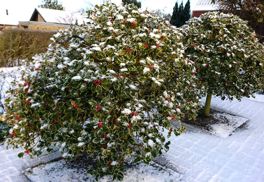Підберезник гостролистий