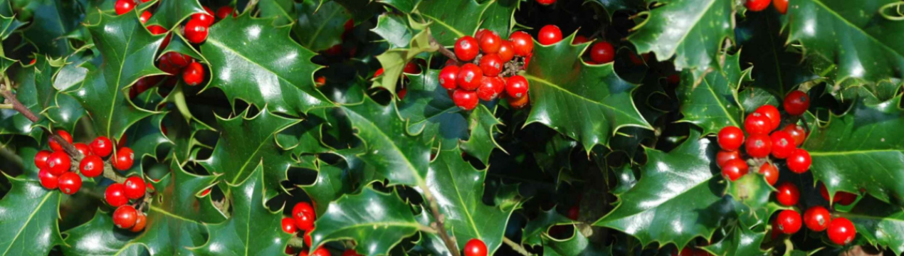 Рослина на старих різдвяних листівках - як її називають?