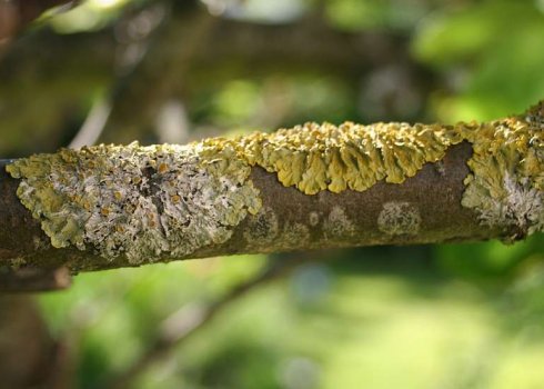 Наросты на яблоне: опасны или нет?