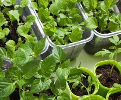 Сіяти чи ще рано? Що посіяти на розсаду в січні?