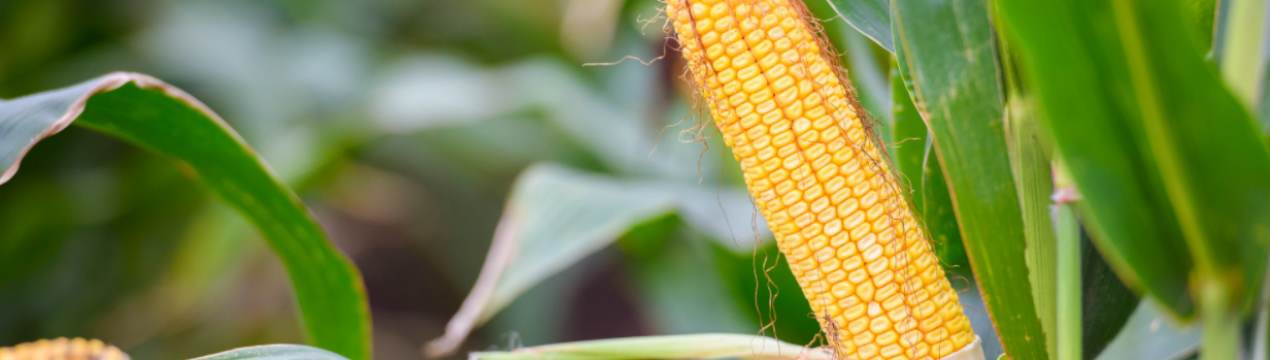 Український фермер вирісив гігантську кукурудзу