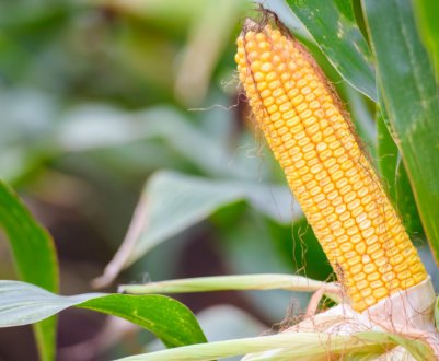 Український фермер вирісив гігантську кукурудзу