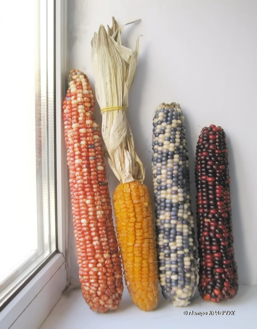 Гігантська кукуруза Гігантська кукуруза