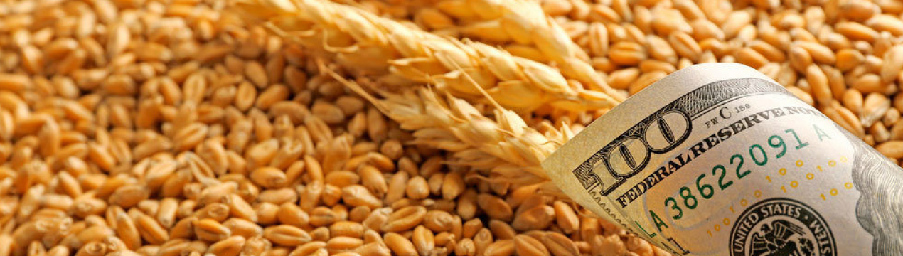 Стало відомо, скільки зерна Україна продала в минулому році