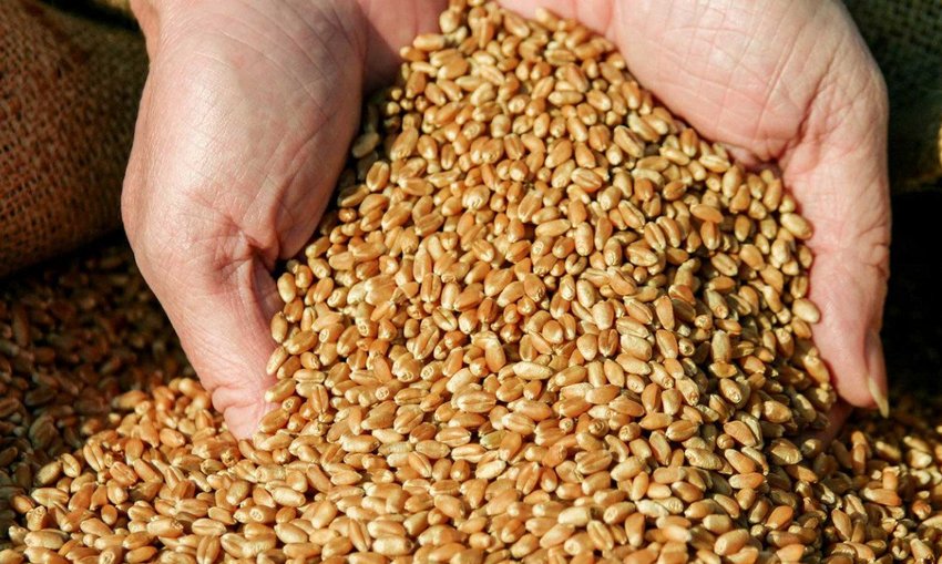 Продаж зерна Продаж зерна