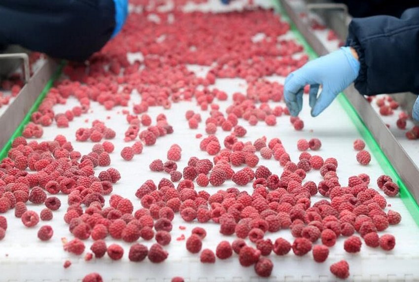 Зберігання ягід на виробництві Зберігання ягід на виробництві