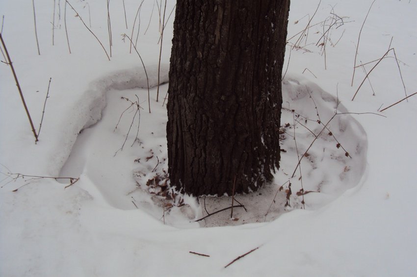 Утаптування снігу навколо дерев Утаптування снігу навколо дерев