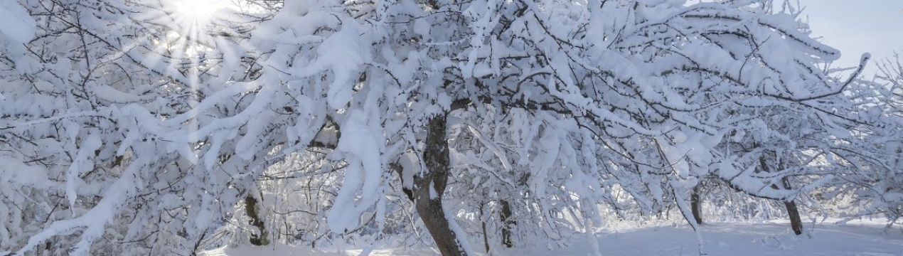 За що потрібно топтати сніг навколо дерев