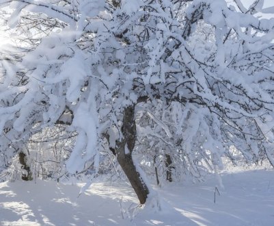 За що потрібно топтати сніг навколо дерев