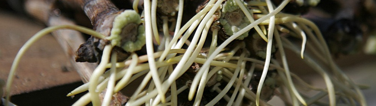 Проростає навіть прострочене насіння. Потужний стимулятор