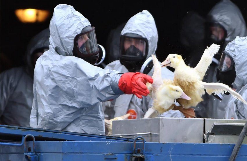 Пташиний грип Пташиний грип